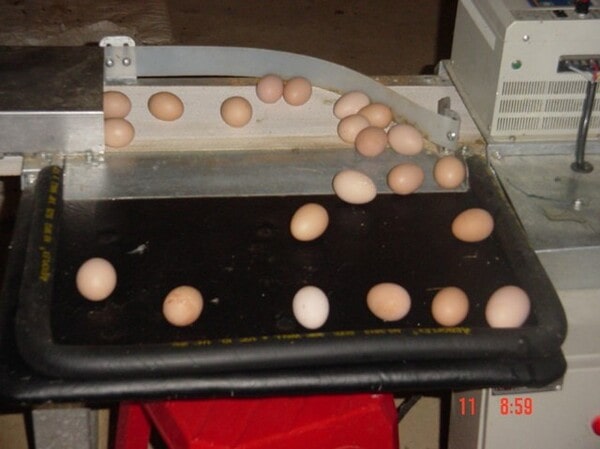Hệ thống lấy trứng tự động, giúp tiết kiệm thời gian và công sức thu hoạch