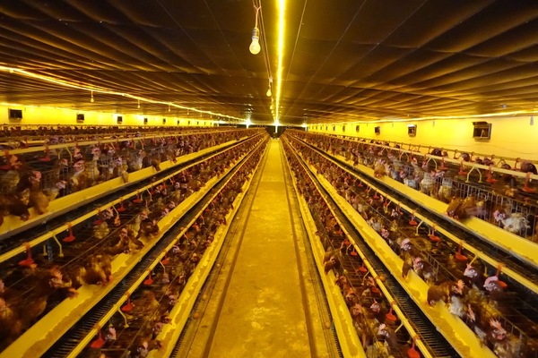 Chuồng gà đẻ trứng công nghiệp do KSP Việt Nam lắp đặt