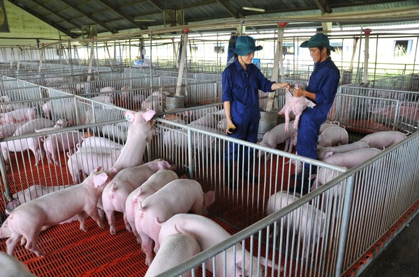 Cùng KSP Việt Nam khám phá quy trình chăn nuôi lợn khép kín, khoa học, x2 năng suất