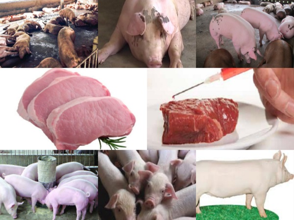 Bật mí kỹ thuật nuôi lợn thịt nhanh lớn, tối ưu năng suất cao